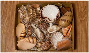 Collection Of Seashells, Various Sizes, Some With ``Seashells Of The World`` Club, Paperwork.