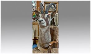 Taxidermy. Fine Large Sized Stuffed African Antelope Head. Mounted On An Oak Shield Shaped Plaque,