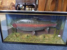 Large Model of a Rainbow Trout, cased, the original weighing 11lb, caught in 1987, measuring 15