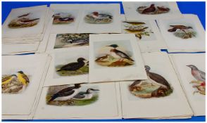 Collection of 64 Bird Prints, circa 1900.