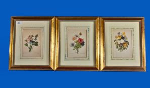 Three Botanical Prints in gilt frames, 12 by 13 inches overall.