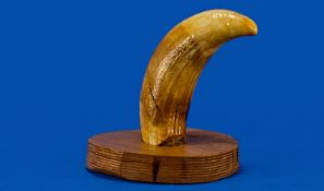 Unworked Whale Tooth, Mounted On A Wooden Base. length 6 Inches, Early 20thC