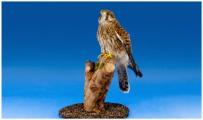Taxidermy - Vintage Kestrel, Female. Mounted on a tree stump with gritted base. Stands 14 inches
