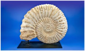 A Very Large and Impressive Ammonite Fossil From The Devonian Period, 350-400 Million Years,