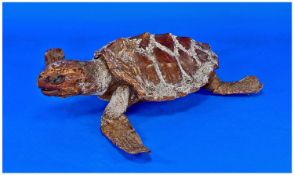 Taxidermy Baby Turtle, 12`` in length.