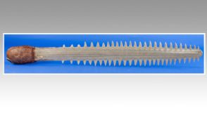 Vintage Sawfish with snakeskin handle. All round good condition. 30.5`` in length.