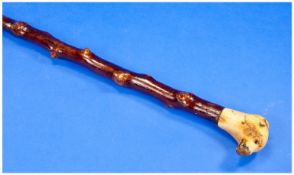 Knobbly Wood Walking Cane With Stylised Ox Bone Dogs Head Handle. Length 34 Inches.