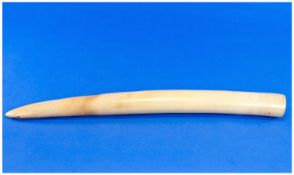 A Fine Walrus Tusk Of Large Size. 18`` in length. 19th Century.