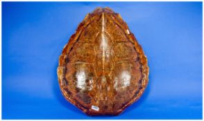 Large Turtle Shell. 24 x 20 Inches.