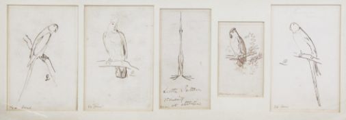 Attributed to Edward Lear (1812-1888)three pen and ink drawings,Studies of parrots on paper embossed