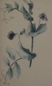 Manner of Gerard Van Spaendonck (1746-1822)two ink and watercolour botanical studies,Sweet Peas
