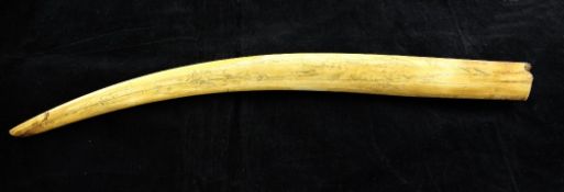 A 19th century Eskimo walrus scrimshaw tusk, depicting a whaling scene, 23in.