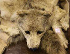 A 20th century wolf skin rug, with open mouth and claws, on hessian back, 5ft 6in.