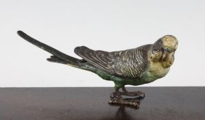 An Austrian cold painted bronze model of a budgerigar, 6.5in.