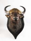 A large early 20th century taxidermy bisons head, on shield shaped stained wood back plate, 46ins