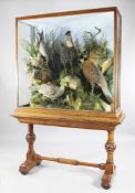 A Victorian taxidermic study of South East Asian and crested pheasants, label for H.Ward, (late