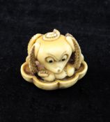 A Japanese ivory `octopus` netsuke, early 20th century, its tentacles pulled in around its head,