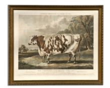 AFTER W.H. DAVIS, ENGRAVED BY J. HARRIS, entitled, ‘The Everingham Short Horned Prize Cow…., Bred by
