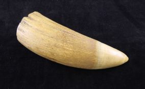 A 19th / 20th century whale`s tooth, 6in.