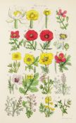 JOHNSTON, C. PIERPOINT - SOWERBY, JOHN. E. - BRITISH WILD FLOWERS, original green and gilt cloth,
