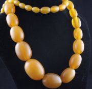A single strand graduated amber bead necklace, 32in.