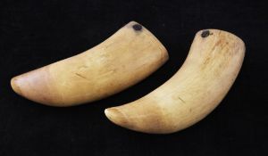 A pair of 19th century plain whale`s teeth, both approx. 5.5in.