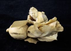 A Japanese ivory figure of a man cutting a giant root vegetable, Meiji period, the man crouching