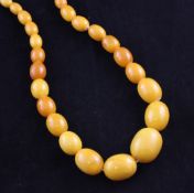 A single strand graduated amber oval bead necklace, 34in. A single strand graduated amber oval