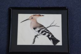 19th century Chinese School Studies of a Bee Eater and Hoopoe, 6 x 8.25in. 19th century Chinese