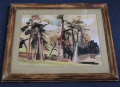 Katharine Church (1910-1999) Scotch pines, 15.5 x 20.5in. Katharine Church (1910-1999)watercolour,