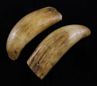 A pair of plain whales teeth, largest 6.5in. A pair of plain whales teeth, both drilled with