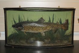 A taxidermic Brown Trout, in naturalistic river bed setting and bow glazed case, 31.5in.