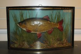 A John Cooper taxidermic Rudd in naturalistic setting, with glazed bow front case with interior