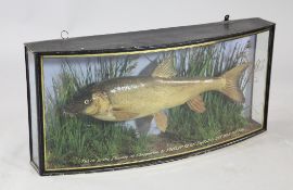 A Gaynor & Son taxidermic Barbel, in naturalistic setting, the bow front glazed case with gilt