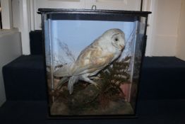 A taxidermy barn owl, on a naturalistic base within a glazed cabinet, together with a similar
