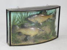 A pair of John Cooper taxidermic Tench, in naturalistic setting, the bow front glazed vase with gilt