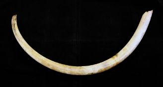 A large double curve woolly mammoth tusk, overall 5ft 3in. from tip to root