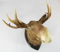 A large taxidermic moose head and antlers, mounted on an oval shield back, 3ft.