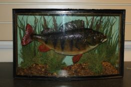 A taxidermic Perch, with naturalistic river bed setting, in bow front glazed case, 17.5in.