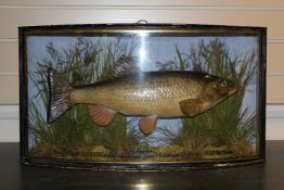 A taxidermic Chub in naturalistic setting, the bowed glass case with gilt inscription `Caught by