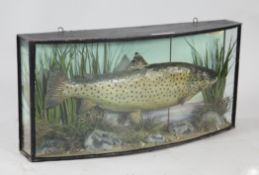 A John Cooper taxidermic `Gillaroo` trout, displayed in naturalistic setting, in bowed glass fronted