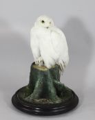 A Victorian taxidermic Snowy Owl, modelled perched upon a tree stump, signed, Cullingford, Durham,