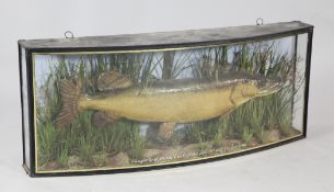 A Victorian John Cooper taxidermic Pike in naturalistic setting, the bow front glass case with