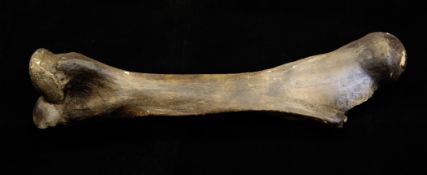 A large woolly mammoth femur bone, overall 3ft 2in.