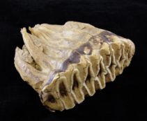 A mammoth tooth, with fossilised soft tissue, 6.5in. Starting Price: £160