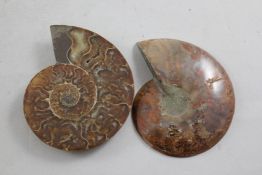 Four Madagascar split and polished ammonites; three Madagascar Perisphinctes ammonites and one