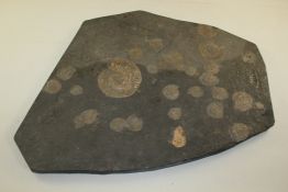 A large ammonite rock slice from Holzmaden, approximately 140 million years old, 21in. Starting