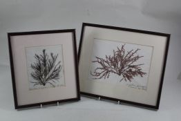 Six Victorian pressed seaweed specimens on paper, probably by James Tennant, each inscribed in ink