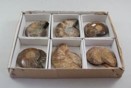 Six Madagascar split and polished ammonites, largest 6in. Starting Price: £160
