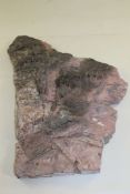 A large fossilised crinoid, 19in. Starting Price: £120